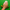 Big Dill Mouse Rest