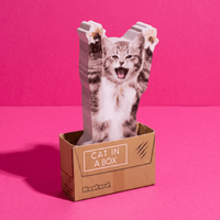 Cat In A Box Sticky Notes